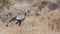 Secretarybird in Arid Field