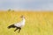 Secretarybird bird waling in open grassland at Serengeti National Park in Tanzania, East Africa