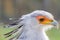 Secretarybird Close up portrait, African bird of prey Sagittarius serpentarius