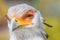 Secretarybird Close up portrait, African bird of prey Sagittarius serpentarius