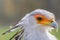 Secretarybird Close up portrait, African bird of prey Sagittarius serpentarius