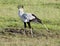 Secretarybird (Sagittarius serpentarius)