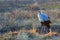 Secretarybird (Sagittarius serpentarius)