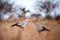 Secretarybird (Sagittarius serpentarius)