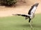 Secretarybird Sagittarius serpentarius