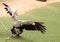 Secretarybird Sagittarius serpentarius