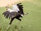 Secretarybird Sagittarius serpentarius