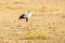 Secretarybird, Sagittarius serpentarius, in grasslands of Africa.