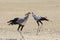 Secretarybird Sagittarius serpentarius,  walking past its mate, Kgalagadi Transfrontier Park, Kalahari, Northern Cape, South