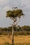 Secretarybird or secretary bird