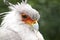 Secretarybird or secretary bird