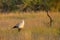 Secretarybird or Secretary Bird (Sagittarius serpentarius)