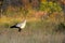 Secretarybird or Secretary Bird (Sagittarius serpentarius)