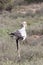 Secretarybird or Secretary Bird Sagittarius serpentarius hunting in Addo National Park, Eastern Cape, South Africa