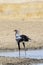 Secretarybird / Secretary Bird Sagittarius serpentarius Kgalagadi Transfrontier Park, Kalahari, Northern Cape, South Africa