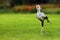 Secretarybird or secretary bird Sagittarius serpentarius , portrait.The secretary bird with green background