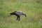 Secretarybird or secretary bird Sagittarius serpentarius Protrait Savannah