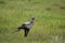 Secretarybird or secretary bird Sagittarius serpentarius Protrait Savannah