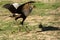 The secretarybird or secretary bird Sagittarius serpentarius  take off