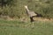 The secretarybird or secretary bird Sagittarius serpentarius is walking in the savanna and watching the situation above on the