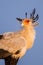 Secretarybird sits on top of a tree in the African sun