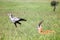 Secretarybird and Thomson`s gazelle