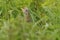 A secretive rare Corncrake (Crex crex) rasping on a rainey day hiding in the undergrowth.