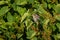 Secretive warbler