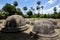 A section of the 20 visible stupas at Kathurugoda Ancient Vihara.