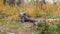 Section of the autumn forest with uprooted fallen tree