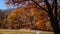 Section of autumn park with falling leaves in sunny wheather