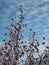 Section of blossoming magnolia tree partly lit by the sun against blue sky in spring