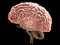 Section of a brain seen in profile. Degenerative diseases, Parkinson, synapses, neurons, Alzheimer`s