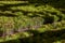 Section of conifers in the nursery-garden, sprouts of European pine in the forestry greenhouse.