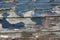 Section of decaying timber of rotting boat with peeling blue paint