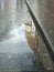 Section of the dome of Santa Maria del Fiore in Florence, reflected in a rain puddle in the stone-paved street