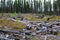 A section of forest that has been harvested and burned