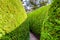 Section of green outdoor maze.