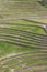 A section of the incredible ancient circles of Moray in Peru.