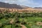 A section of the lush Tinerhir oasis in Morocco.