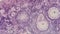 Section of a mammalian ovary under a microscope
