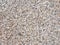 Section of natural granite texture