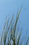 Section of Palm Leaf Ends Blowing in Wind Background