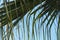 Section of Palm Leaf Ends Blowing in Wind Background