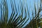 Section of Palm Leaf Ends Blowing in Wind Background