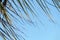 Section of Palm Leaf Ends Blowing in Wind Background