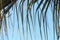 Section of Palm Leaf Ends Blowing in Wind Background