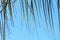 Section of Palm Leaf Ends Blowing in Wind Background