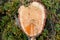 Section of a pine inside a woods