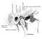 Section Through Temporo Mandible Joint, vintage illustration